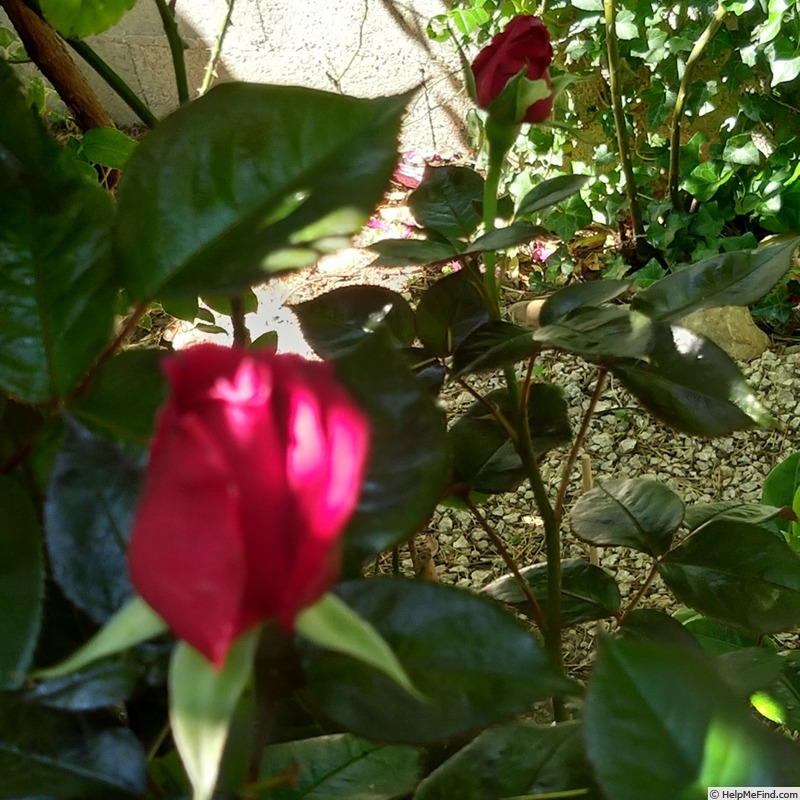 'Grimpant Le Grand Huit®' rose photo