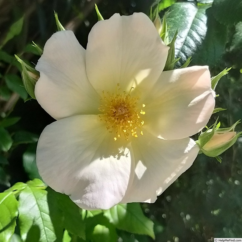 'Sally Holmes (Hybrid Musk, Holmes 1976)' rose photo