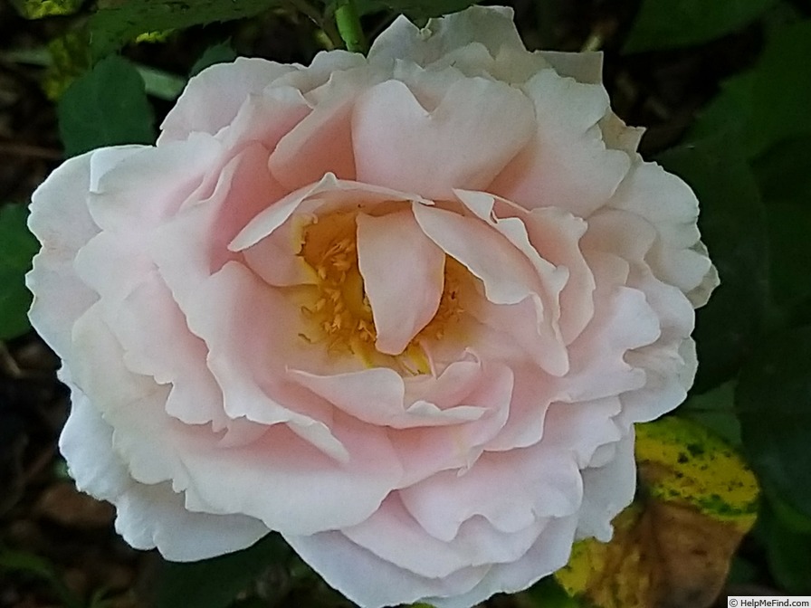 'Sophie Rochas ®' rose photo
