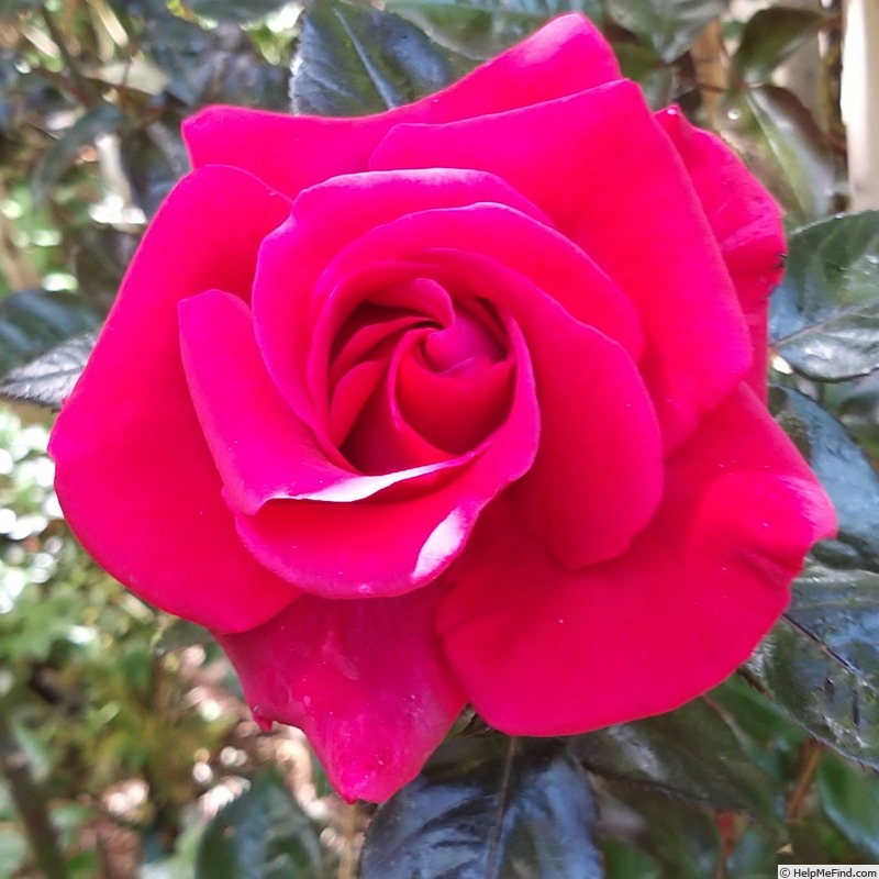 'Grimpant Le Grand Huit®' rose photo