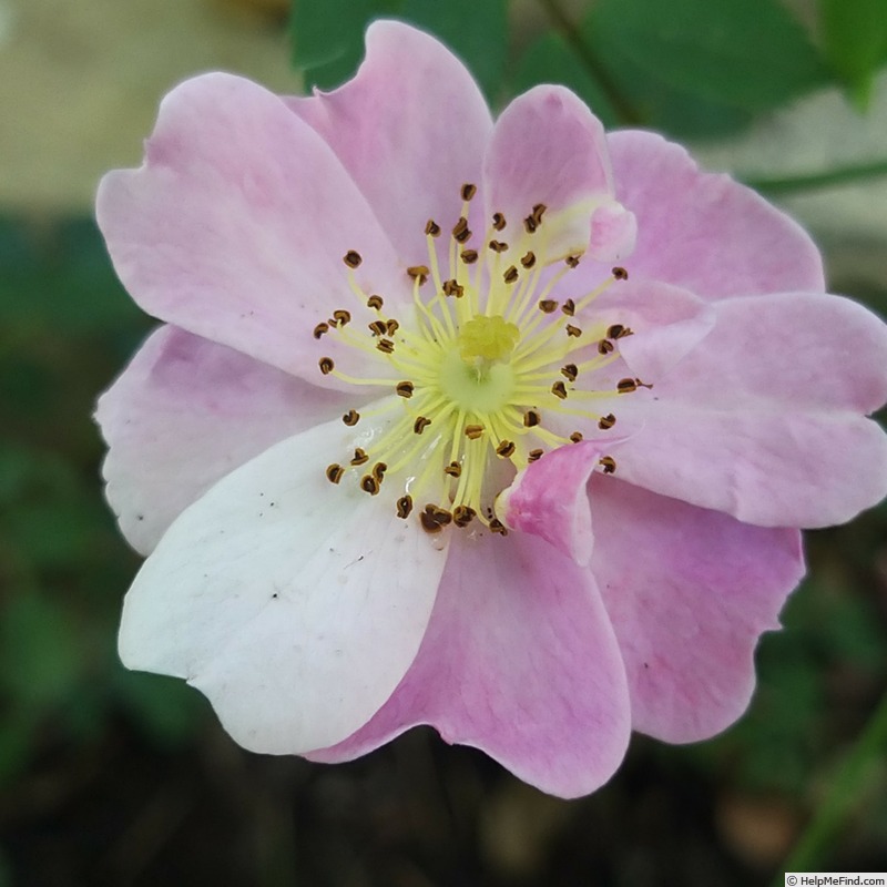 'Lavender Dream' rose photo