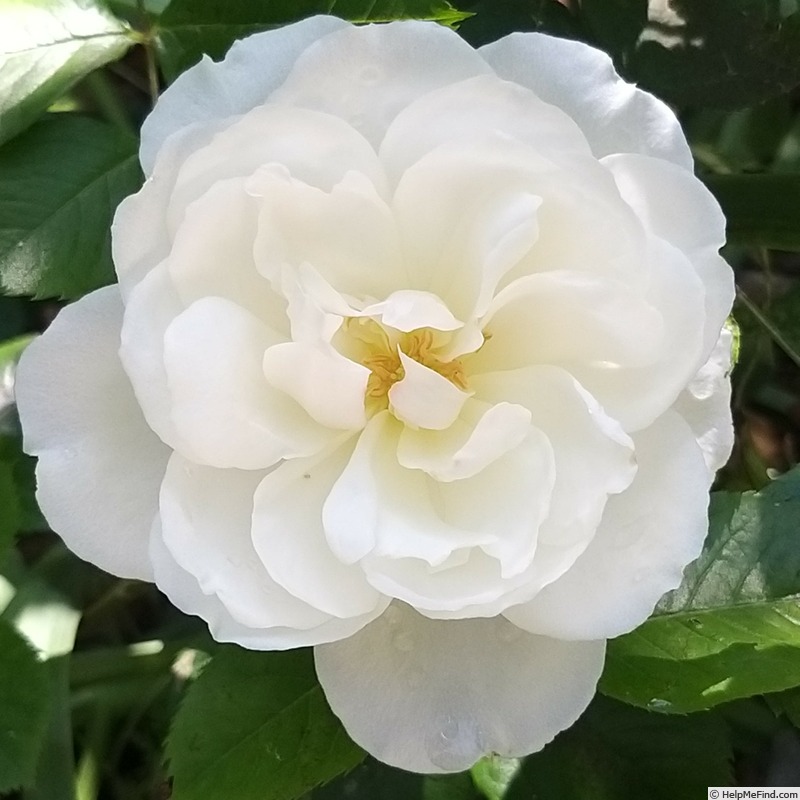 'Princesse de Galles (floribunda, Harkness, 1997)' rose photo