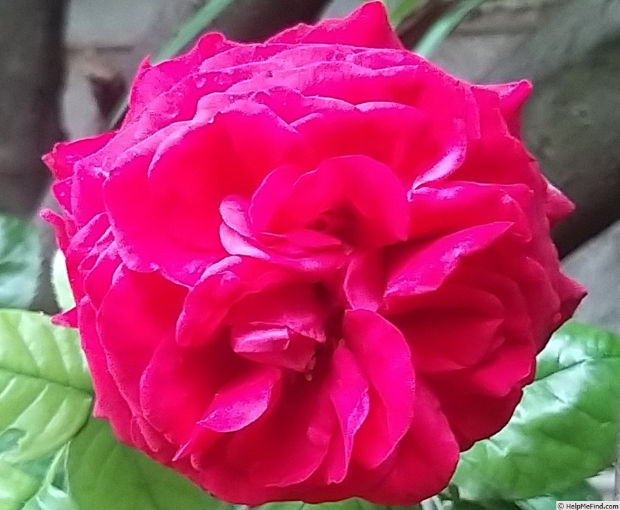 'La rose Monsieur ®' rose photo