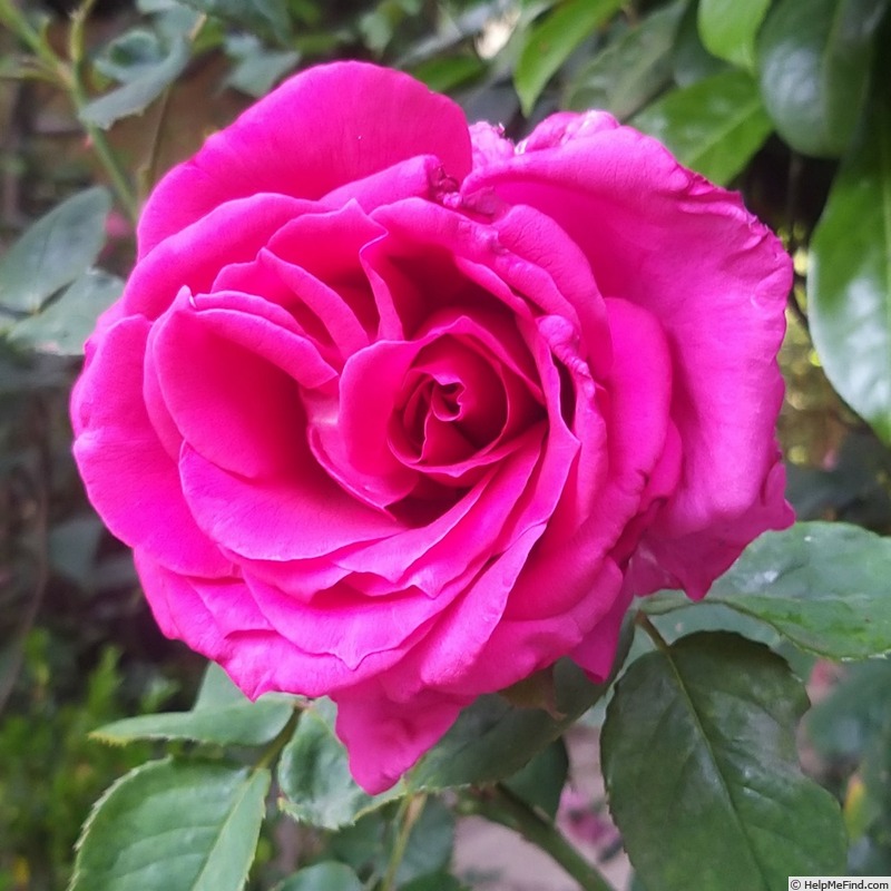 'Harald Wohlfahrt' rose photo