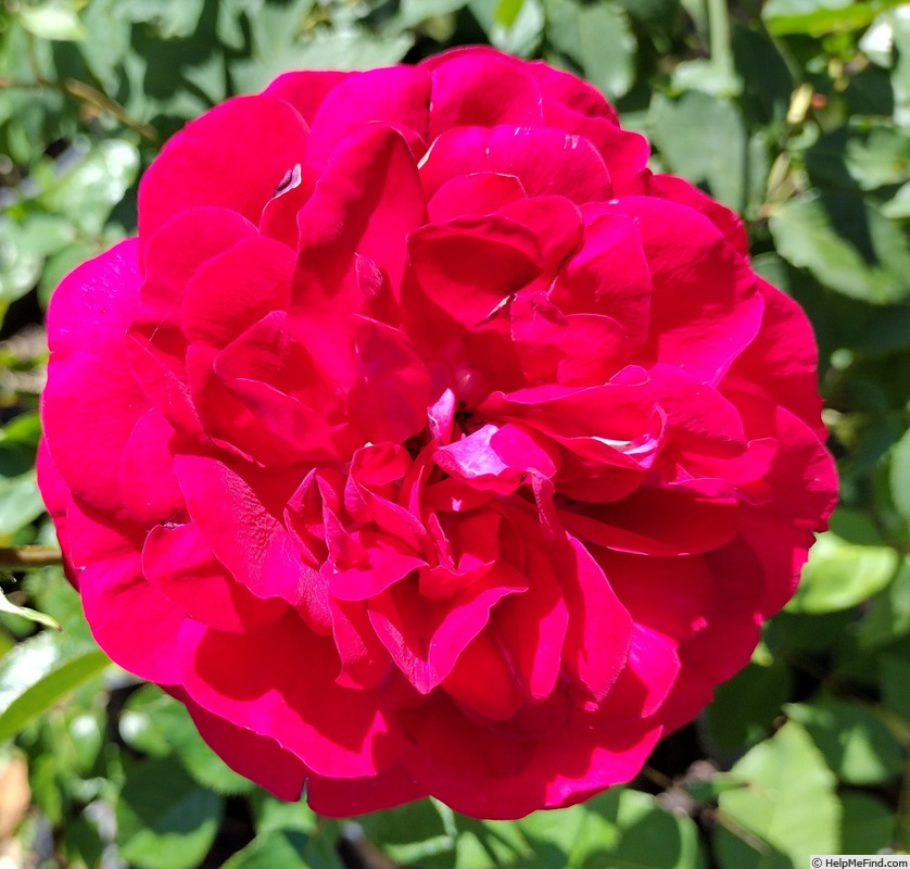 'Bordeaux (floribunda, Kordes, 2004)' rose photo