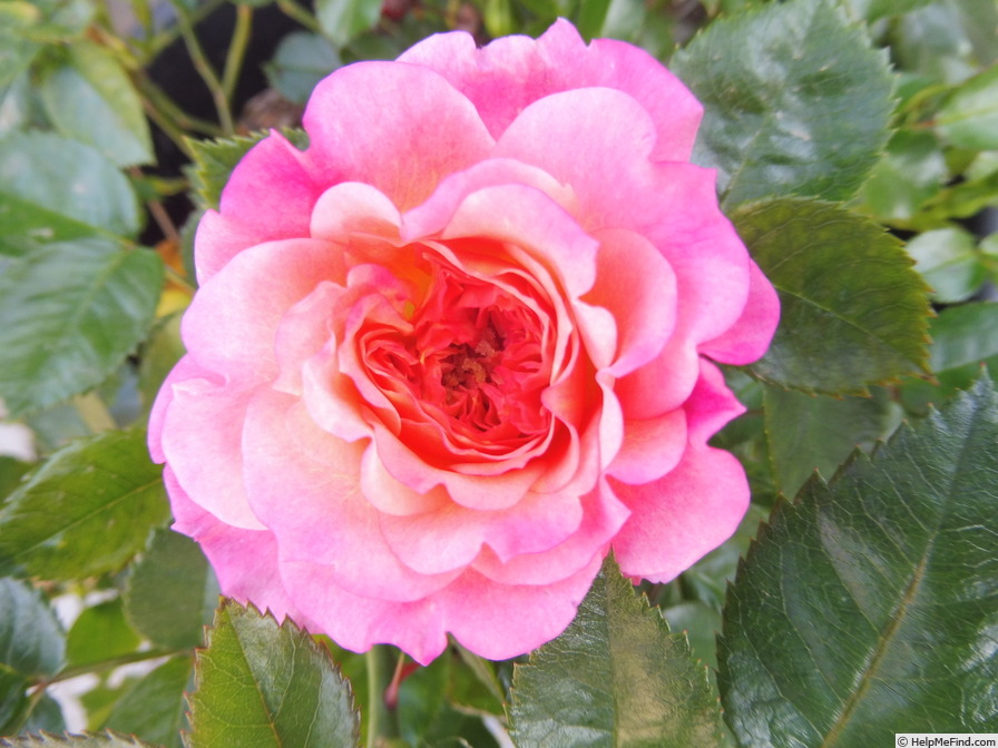 'Country Girl ® (floribunda, Evers/Tantau, 2014)' rose photo