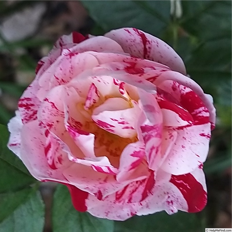 'Scentimental ™ (floribunda, Carruth 1996)' rose photo