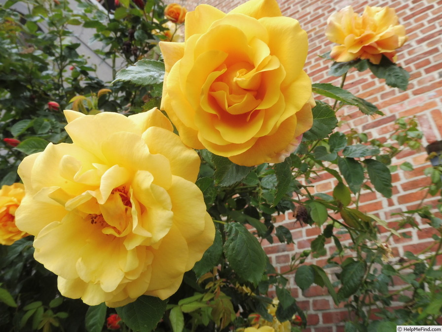 'Moonlight (LCl, Kordes 1995)' rose photo