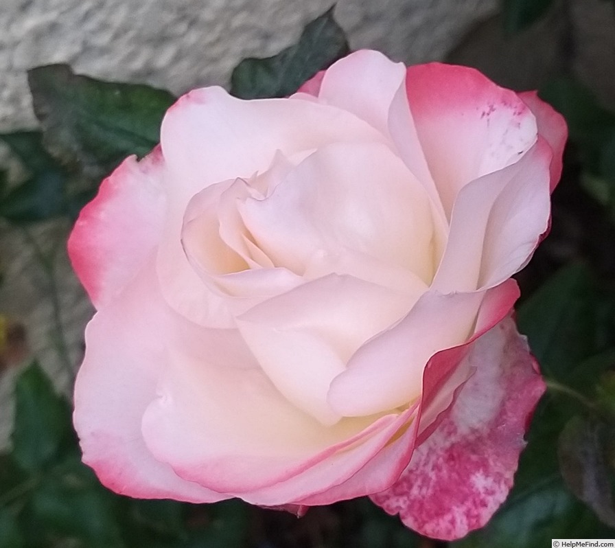 'La Garçonne ®' rose photo