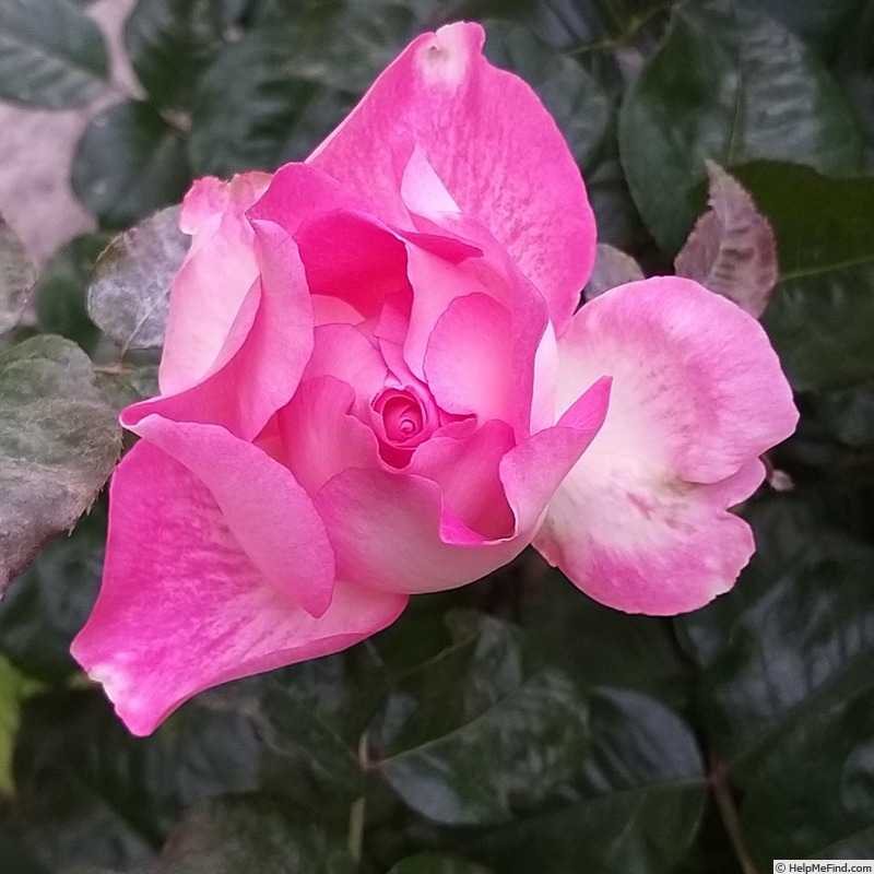 'Bornéo Odore ®' rose photo