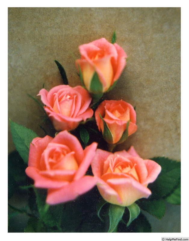 'Mary Marshall' rose photo