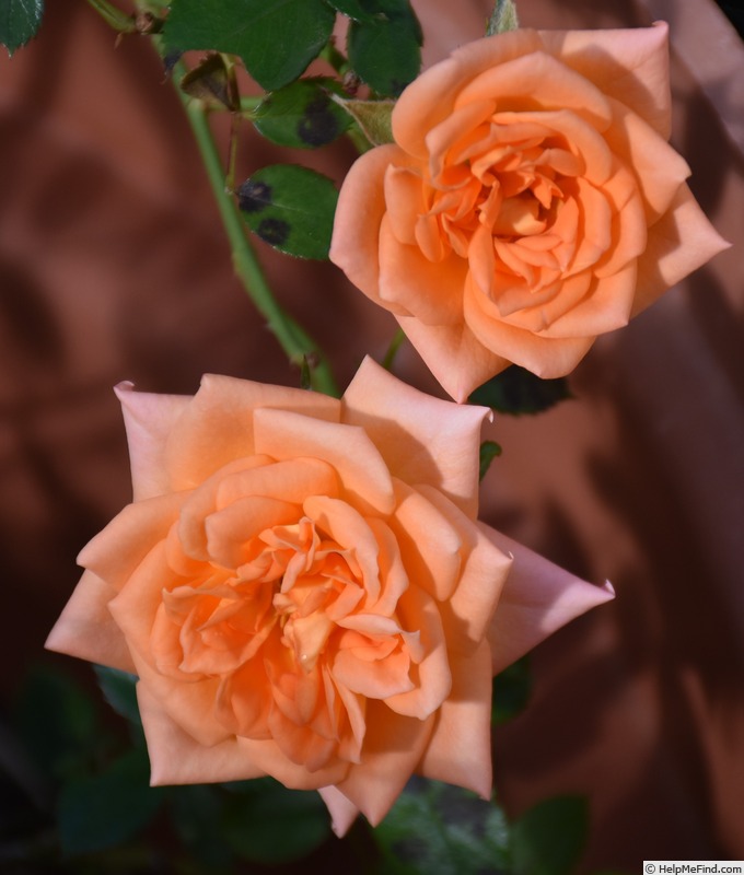 'Holy Toledo' rose photo