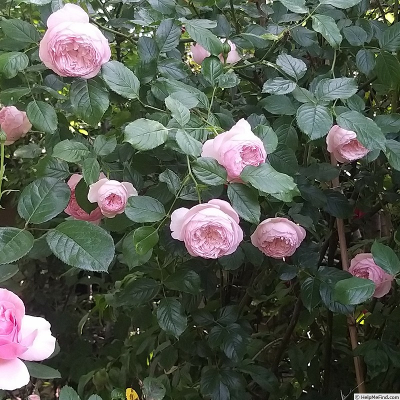 'The Mill On The Floss' rose photo