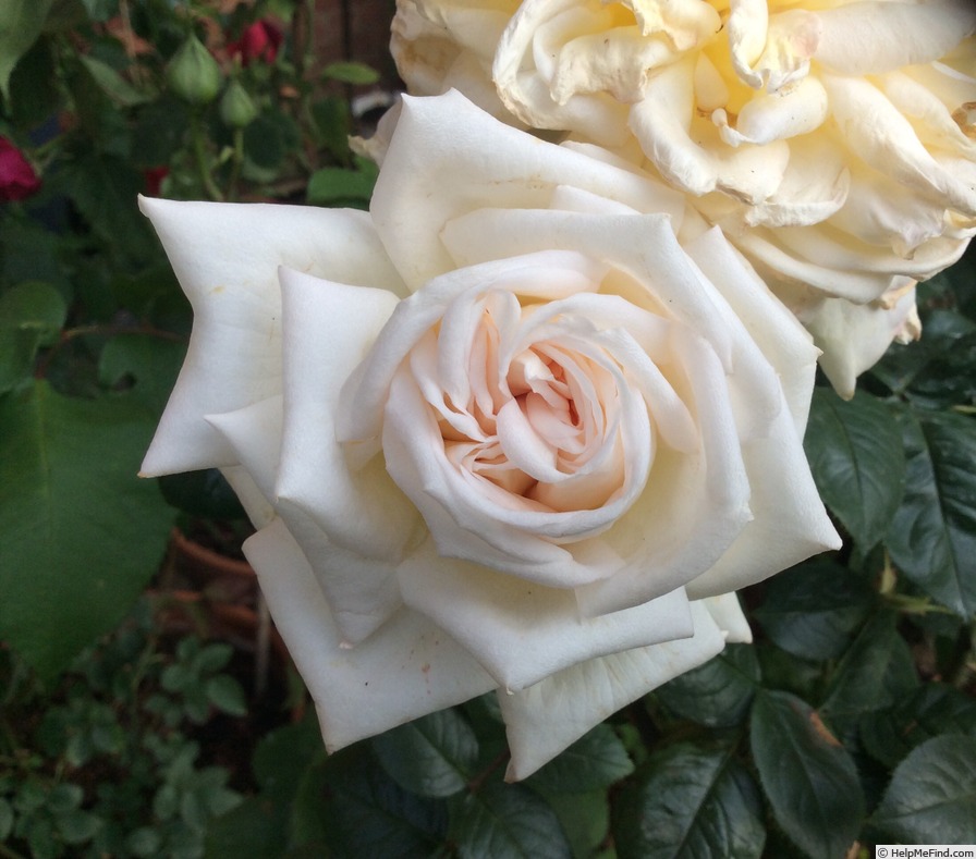 'Diamond Wedding (floribunda, Rawlins before 2020)' rose photo