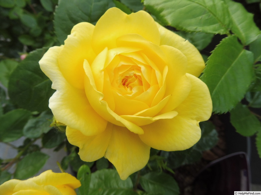 'Yellow Meilove ®' rose photo