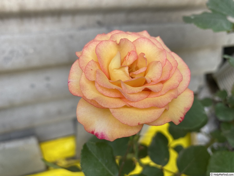 'Dream Come True ™ (grandiflora, Pottschmidt, 2006)' rose photo