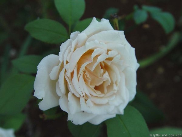 'Darling Annabelle' rose photo