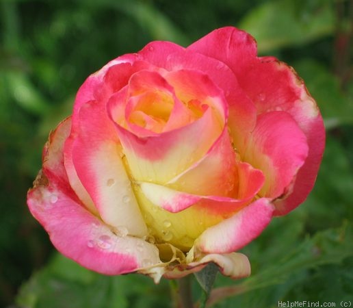 'Double Delight ®' rose photo