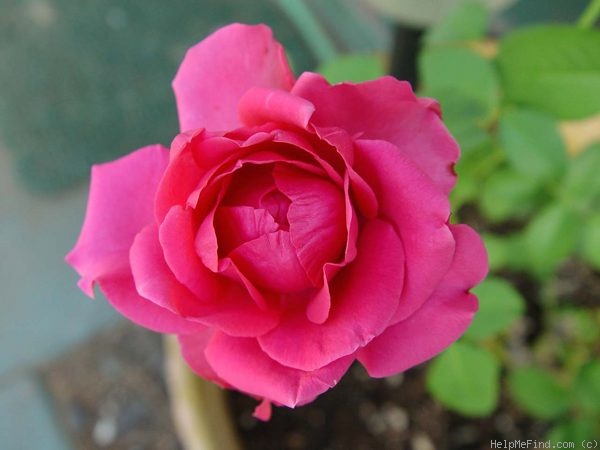 'Dolores Hope ™' rose photo