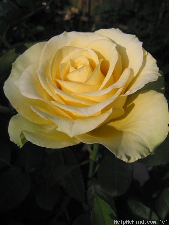 'St. Patrick ™ (hybrid tea, Strickland, 1986)' rose photo