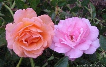 'MEIdomonac' rose photo
