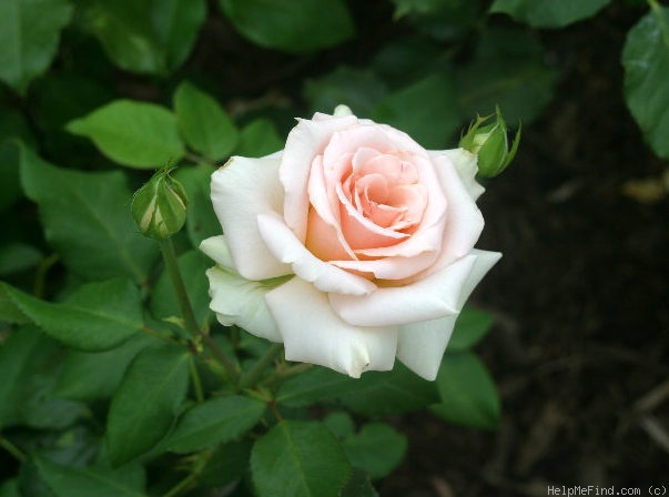 'Johann Strauss ®' rose photo