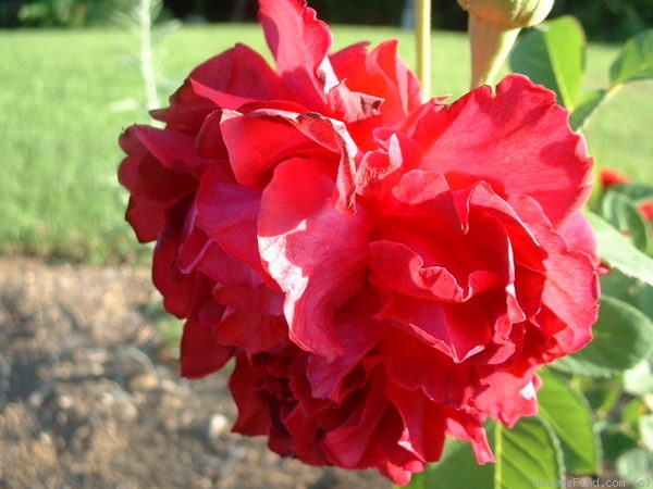 'Oskar Cordel' rose photo