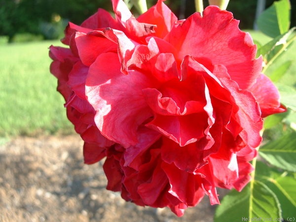 'Oskar Kordel' rose photo