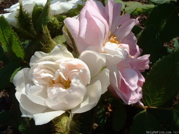 'Perpetual White Moss' rose photo