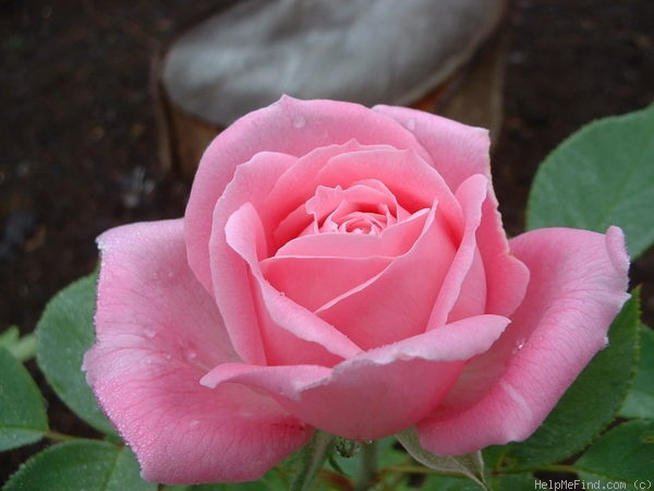 'Paul's Early Blush' rose photo