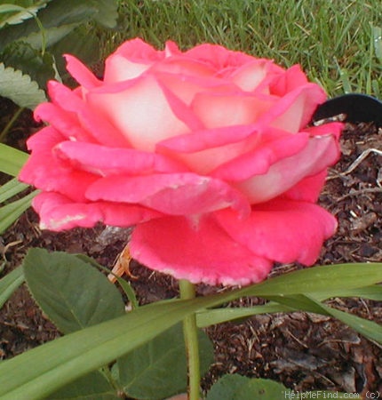 'Typhoo Tea' rose photo