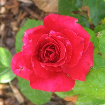 'Lady Mitchell' rose photo