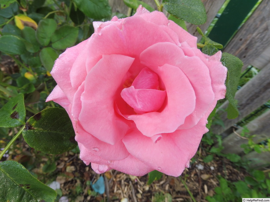 'Lawinia' rose photo