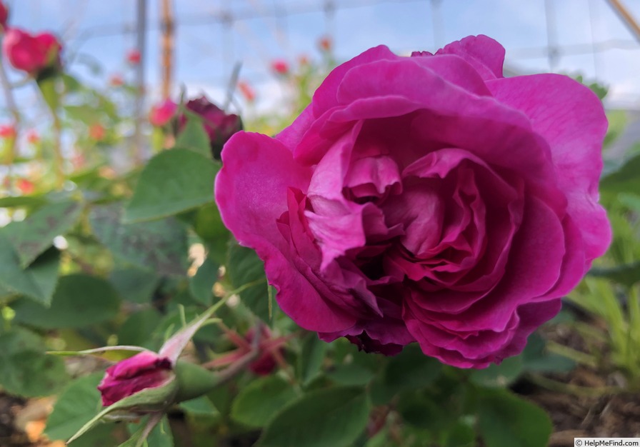 'Ardoisée de Lyon' rose photo