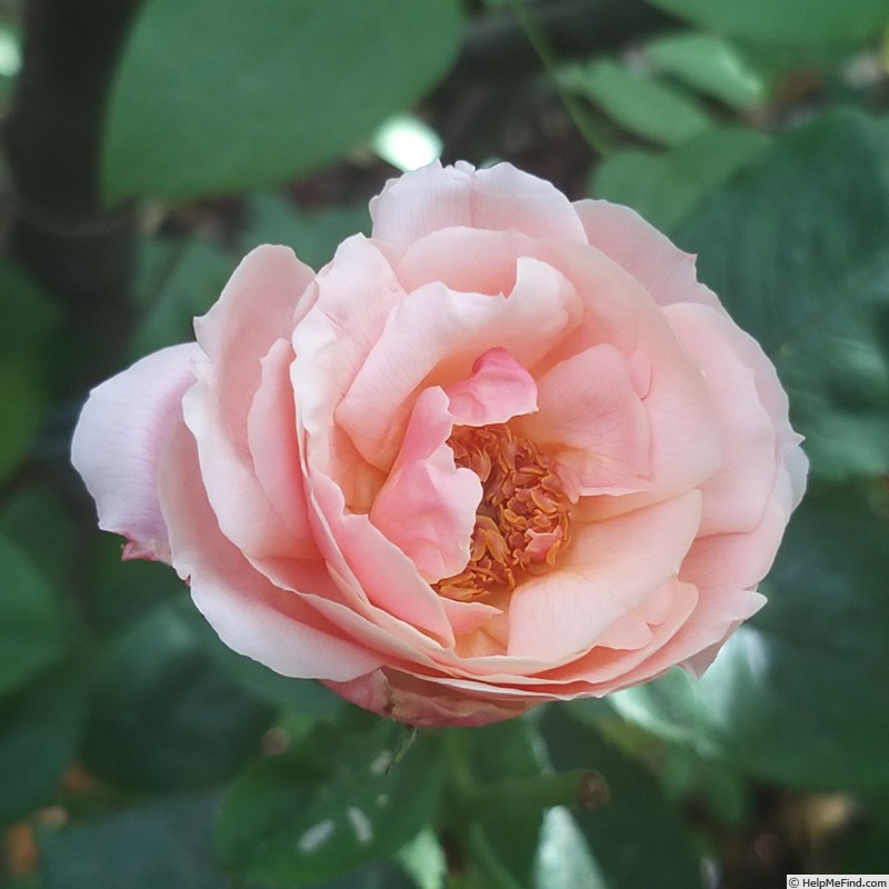 'Florence Arthaud' rose photo