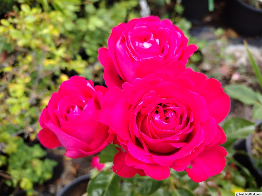 'Rosemantic Fuchsia ®' rose photo