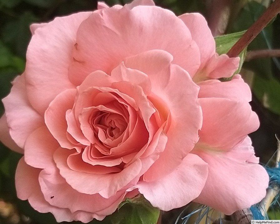 'Laurent Cabrol ®' rose photo
