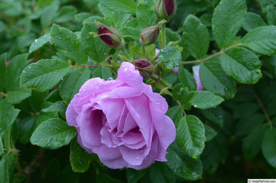 'Alison OP' rose photo