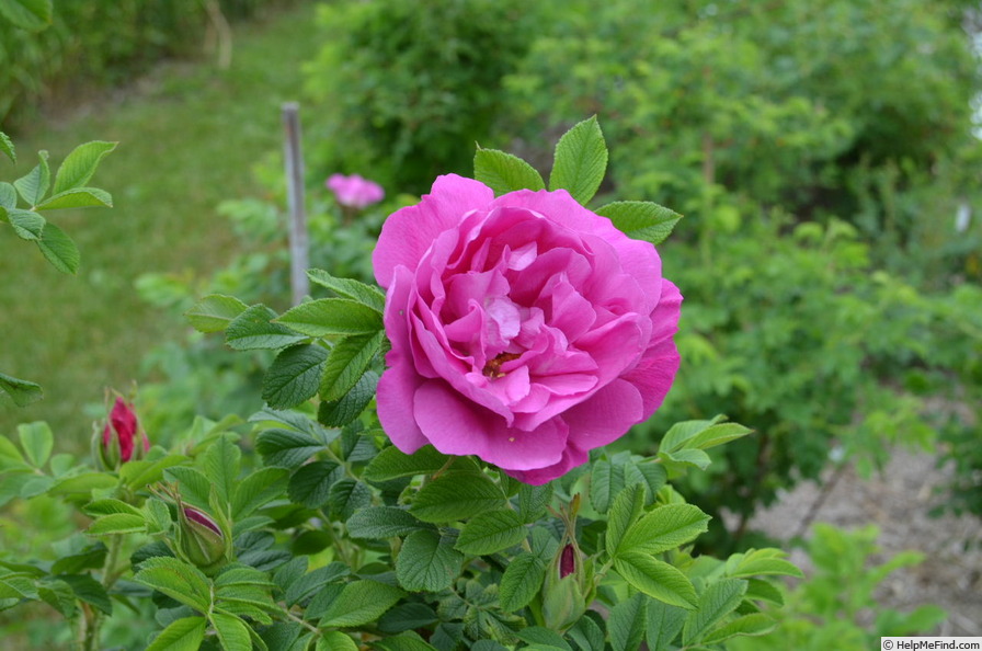 'Alfred 93 OP' rose photo