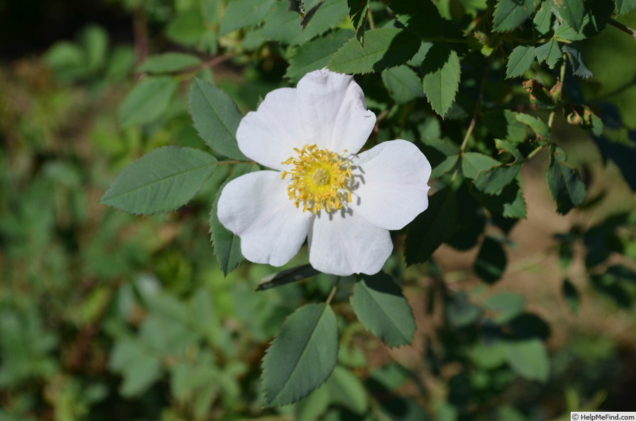 'Applejack x R. fedtschenkoana (162o-1)' rose photo