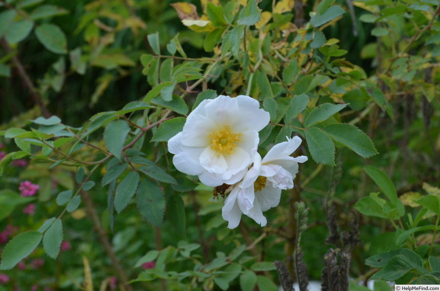 'Applejack x R. fedtschenkoana (162o-2)' rose photo