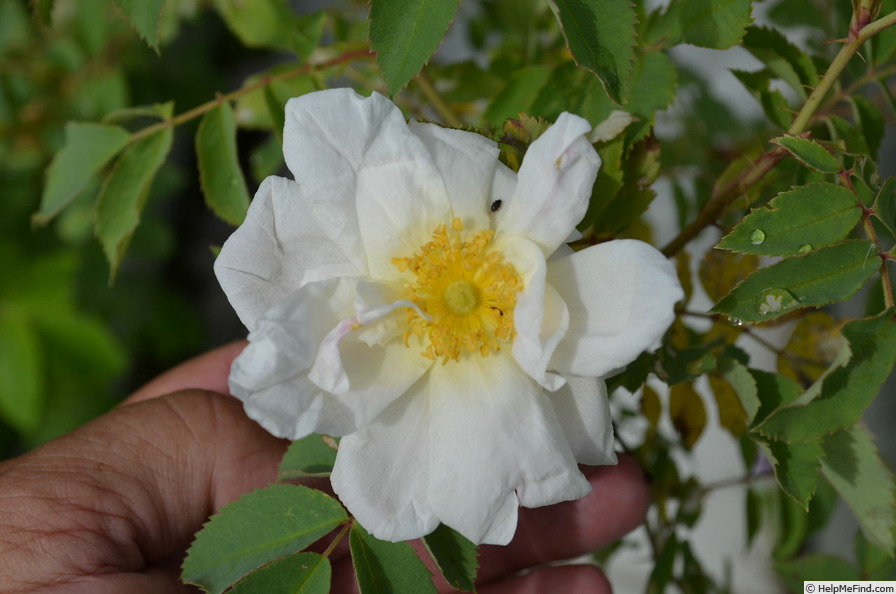 'Applejack x R. fedtschenkoana (162o-2)' rose photo