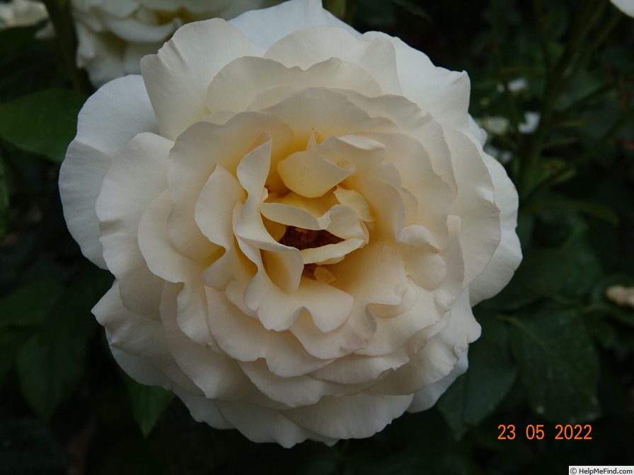 'Anastasia® (hybrid tea, NIRP, 2001)' rose photo