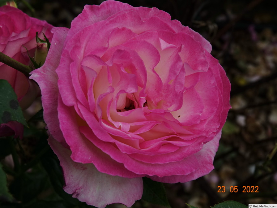 'Sweet Delight ®' rose photo