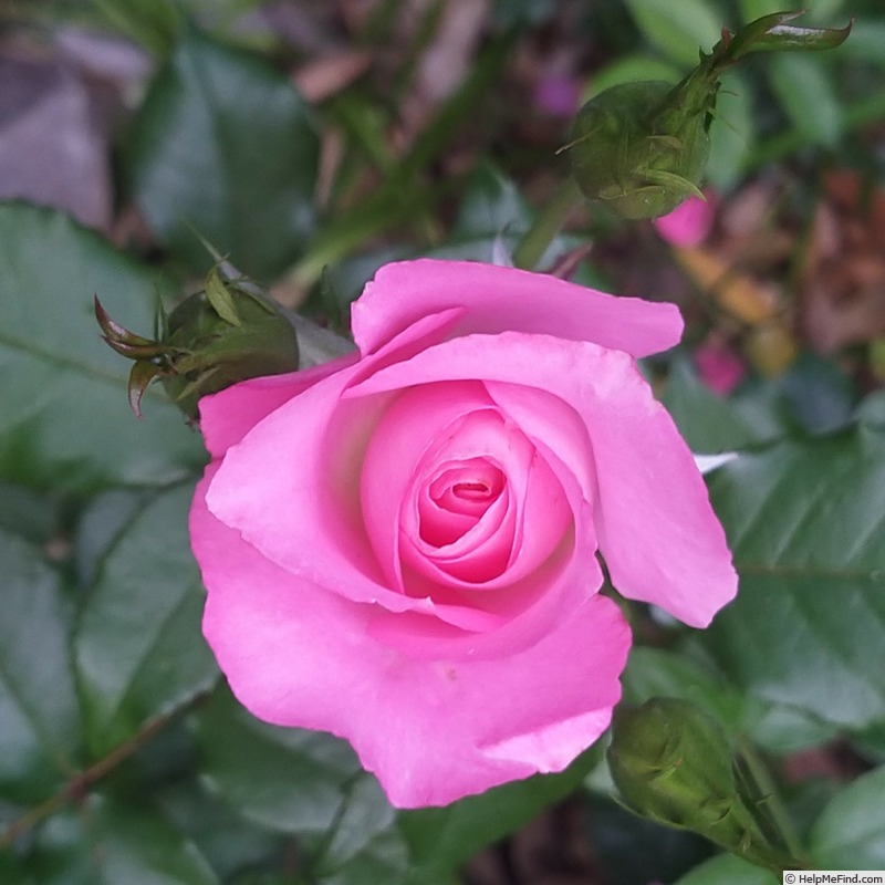 'Jean Carles ®' rose photo