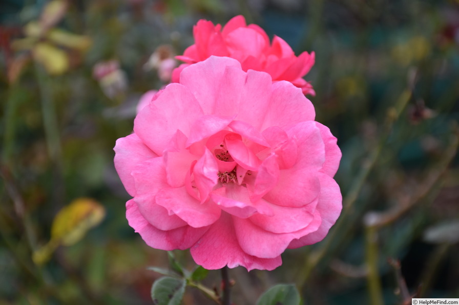 'Tom Tom' rose photo