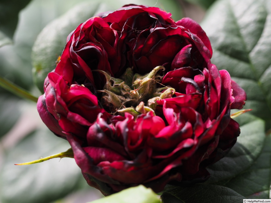 'Astrid Gräfin von Hardenberg' rose photo