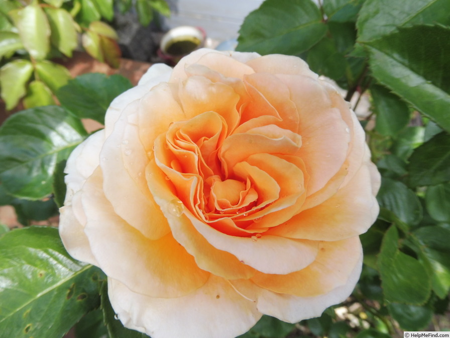 'Garden Glory' rose photo