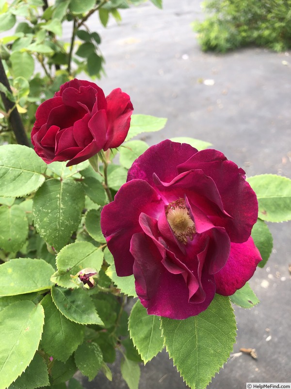 'Deep blue' rose photo