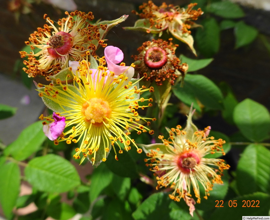 'St. Nicholas' rose, click to enlarge 'St. Nicholas' rose photo